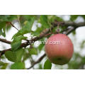 Exporter une nouvelle pomme de bonne qualité